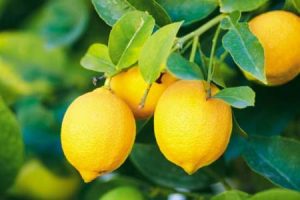 Ja cilat jane disa nga perdorimet e limonit.Rregullon presjonin e gjakut guret ne veshka limoni
