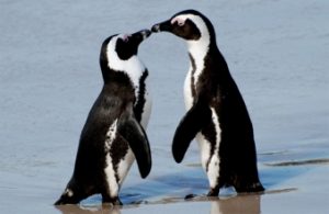 Pinguinet propozojne me mire se humanet menyra sesi