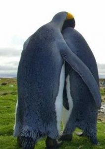 Pinguinet propozojne me mire se humanet menyra sesi