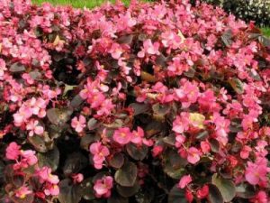 Begonia, lulja me vlera befasuese. Ja per cfare ju sherben ajo.