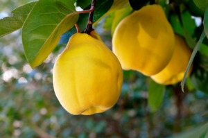 Perfitimet shendetsore nga mbreti i frutave vjeshtore ftoi.