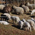Shetitje-ne-natyre.-Album-fotografik.-1