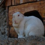 Shetitje-ne-natyre.-Album-fotografik.-3