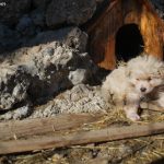 Shetitje-ne-natyre.-Album-fotografik.17