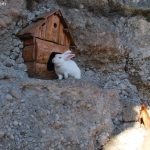 Shetitje-ne-natyre.-Album-fotografik.19
