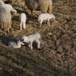 Shetitje-ne-natyre.-Album-fotografik.27