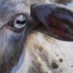 Shetitje-ne-natyre.-Album-fotografik.29