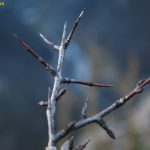 Shetitje-ne-natyre.-Album-fotografik.40