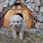 Shetitje-ne-natyre.-Album-fotografik.50