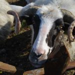 Shetitje-ne-natyre.-Album-fotografik.52