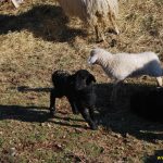 Shetitje-ne-natyre.-Album-fotografik.72