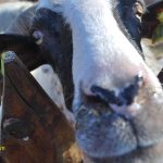 Shetitje-ne-natyre.-Album-fotografik.76