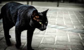 A je supersticioz?? Shiko cfare thone per macen e zeze, pasqyren e thyer etj.. patkua kali gjeth arre ne kulete