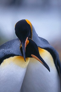 Pinguinet propozojne me mire se humanet menyra sesi