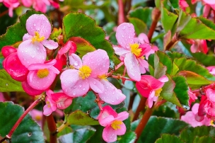 Begonia, lulja me vlera befasuese. Ja per cfare ju sherben ajo.