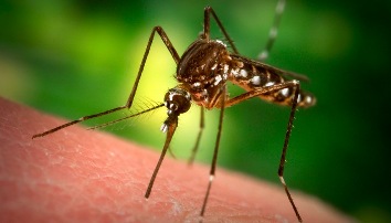 Si te shpetoni nga pickimi i insekteve gjate veres.