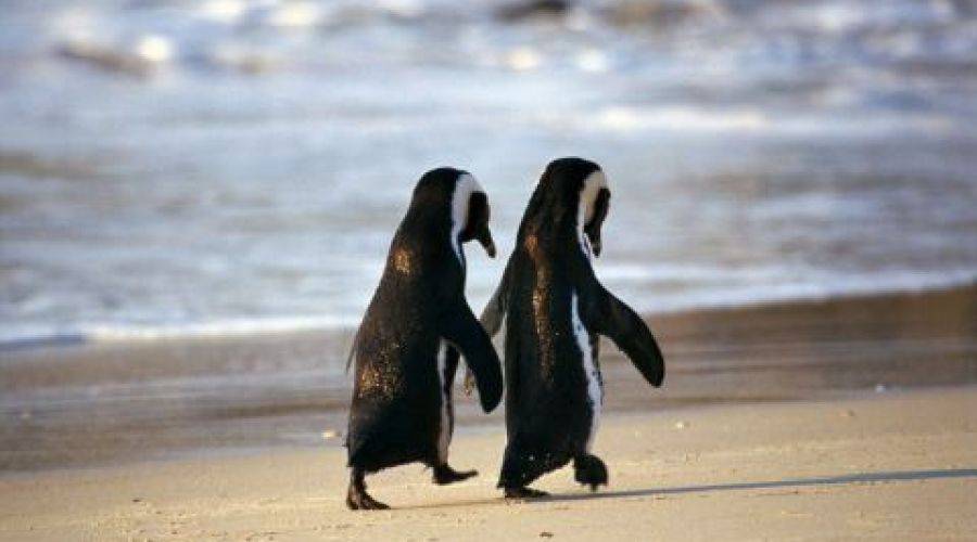 Kuriozitete : Pinguinet propozojne me mire se qeniet njerezore.