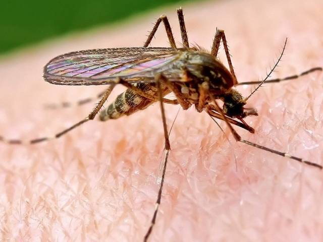 Si te shpetoni nga pickimi i insekteve? (Qe te mos ju mbesin shenja ne trup)