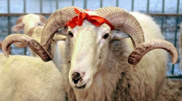 Kurban Bajrami, kuptimi i kesaj feste dhe cfare nuk duhet te mungoje ne tavoline.